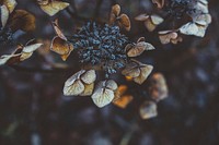 Frosty hydrangea. Original public domain image from Wikimedia Commons