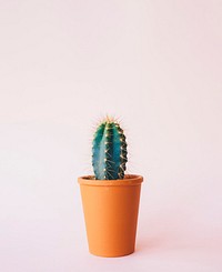 Potted cactus background. Original public domain image from <a href="https://commons.wikimedia.org/wiki/File:Annie_Spratt_2016-03-31_(Unsplash).jpg" target="_blank">Wikimedia Commons</a>