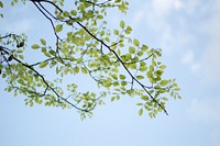 Branch of green leaves from a tree with blue sky. Original public domain image from Wikimedia Commons