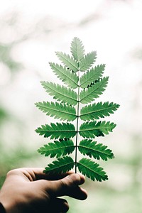 Hand holding a fern leaf. Original public domain image from Wikimedia Commons