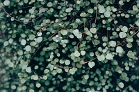 Green leafed plant. Original public domain image from Wikimedia Commons