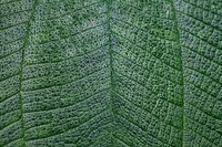 Green leaf texture nature background. Original public domain image from Wikimedia Commons