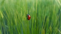 Red ladybug on green grass. Original public domain image from Wikimedia Commons