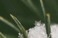 Leaf and frost. Original public domain image from Wikimedia Commons