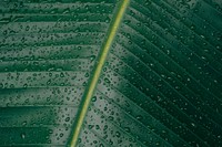 Green banana leaf nature background. Original public domain image from <a href="https://commons.wikimedia.org/wiki/File:Dairui_Chen_2017-05-14_(Unsplash).jpg" target="_blank">Wikimedia Commons</a>
