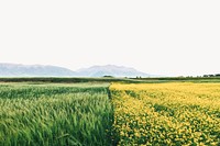 Agriculture fields background, nature border design