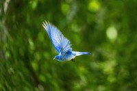 Blue hummingbird flies through the green forest. Original public domain image from <a href="https://commons.wikimedia.org/wiki/File:Bird_in_Flight_(Unsplash).jpg" target="_blank" rel="noopener noreferrer nofollow">Wikimedia Commons</a>