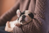 Sleeping puppy rests in arm of woman wearing a sweater. Original public domain image from <a href="https://commons.wikimedia.org/wiki/File:Woman_holds_sleeping_puppy_(Unsplash).jpg" target="_blank" rel="noopener noreferrer nofollow">Wikimedia Commons</a>