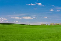 Green grass field. Original public domain image from <a href="https://commons.wikimedia.org/wiki/File:Dawid_Zawi%C5%82a_2017-05-07_(Unsplash).jpg" target="_blank">Wikimedia Commons</a>
