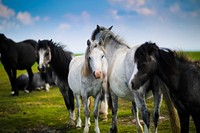 A herd of grey and white horses on a green pasture in Wales. Original public domain image from <a href="https://commons.wikimedia.org/wiki/File:Horse_herd_in_Wales_(Unsplash).jpg" target="_blank" rel="noopener noreferrer nofollow">Wikimedia Commons</a>