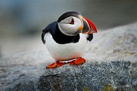 Goofy Puffin. Original public domain image from Wikimedia Commons