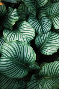 Green tropical leaves background. Original public domain image from Wikimedia Commons