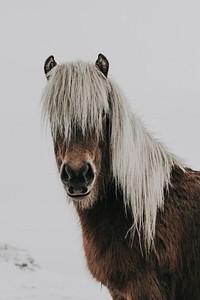 Horse. Original public domain image from Wikimedia Commons