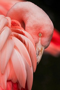 Flamingo. Original public domain image from <a href="https://commons.wikimedia.org/wiki/File:Zoo_Parc_Overloon_B.V.,_Overloon,_Netherlands_(Unsplash).jpg" target="_blank">Wikimedia Commons</a>