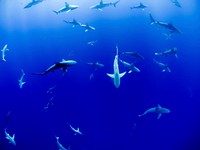 A large group of sharks in deep blue water. Original public domain image from <a href="https://commons.wikimedia.org/wiki/File:Oahu_Sharks_(Unsplash).jpg" target="_blank" rel="noopener noreferrer nofollow">Wikimedia Commons</a>