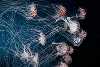 Jellyfish. Original public domain image from <a href="https://commons.wikimedia.org/wiki/File:Valencia,_Spain_(Unsplash_QdGJ6MYgsBY).jpg" target="_blank">Wikimedia Commons</a>
