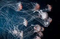 Jellyfish. Original public domain image from Wikimedia Commons