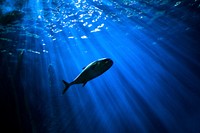 Focus shot of fish swimming underwater in dark with beams of sunlight. Original public domain image from <a href="https://commons.wikimedia.org/wiki/File:The_Deep_(Unsplash).jpg" target="_blank" rel="noopener noreferrer nofollow">Wikimedia Commons</a>