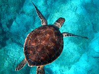 Big sea turtle swimming through the ocean at Kaputas Beach. Original public domain image from Wikimedia Commons