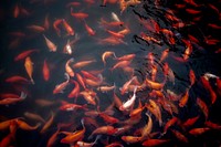 Koi fish. Original public domain image from Wikimedia Commons