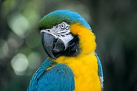 Macro of a parrot with vibrant blue, yellow and green colors cocking its head to the side. Original public domain image from Wikimedia Commons