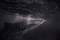 Black and white shot of shark swimming underwater with bubbles. Original public domain image from <a href="https://commons.wikimedia.org/wiki/File:Monochrome_bubbles_and_shark_(Unsplash).jpg" target="_blank" rel="noopener noreferrer nofollow">Wikimedia Commons</a>