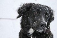 Closeup of black dog with snow on fur. Original public domain image from Wikimedia Commons