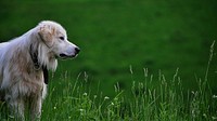 Blonde dog sitting in a field of green grass. Original public domain image from <a href="https://commons.wikimedia.org/wiki/File:Blonde_dog_in_grass_(Unsplash).jpg" target="_blank" rel="noopener noreferrer nofollow">Wikimedia Commons</a>