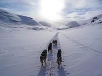 Husky dogs pulling a sled in the snow in Kungsleden. Original public domain image from Wikimedia Commons