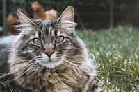 Maine coon cat on sitting in green grass. Original public domain image from <a href="https://commons.wikimedia.org/wiki/File:Gaspard_the_too_big_cat_(Unsplash).jpg" target="_blank">Wikimedia Commons</a>