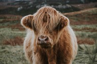 Calf. Original public domain image from <a href="https://commons.wikimedia.org/wiki/File:Elgol,_United_Kingdom_(Unsplash_5D72aIYhwh8).jpg" target="_blank">Wikimedia Commons</a>