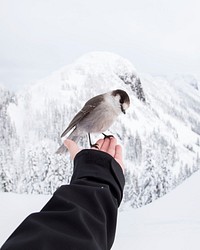 Bird on hand in snow. Original public domain image from Wikimedia Commons