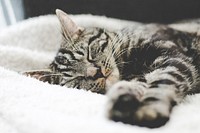 Close-up of a tabby cat sleeping on a white blanket. Original public domain image from <a href="https://commons.wikimedia.org/wiki/File:Cat_dozing_off_on_a_blanket_(Unsplash).jpg" target="_blank" rel="noopener noreferrer nofollow">Wikimedia Commons</a>