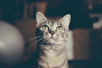 Close-up of a tabby cat looking up with wide eyes. Original public domain image from <a href="https://commons.wikimedia.org/wiki/File:Startled_tabby_(Unsplash).jpg" target="_blank" rel="noopener noreferrer nofollow">Wikimedia Commons</a>
