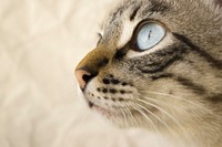 Close-up of a domestic cat's large blue eye. Original public domain image from <a href="https://commons.wikimedia.org/wiki/File:Romeo_(Unsplash).jpg" target="_blank" rel="noopener noreferrer nofollow">Wikimedia Commons</a>