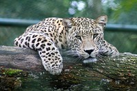 A leopard dangling its arms over a log. Original public domain image from Wikimedia Commons
