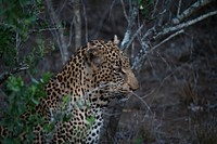 A leopard hiding behind a bush. Original public domain image from <a href="https://commons.wikimedia.org/wiki/File:Sneaky_jaguar_(Unsplash).jpg" target="_blank" rel="noopener noreferrer nofollow">Wikimedia Commons</a>