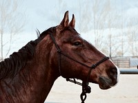 The side of the head of a brown horse with a wet black mane. Original public domain image from Wikimedia Commons