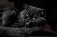 Close-up of a black Persian cat. Original public domain image from <a href="https://commons.wikimedia.org/wiki/File:Grouchy_Persian_cat_(Unsplash).jpg" target="_blank" rel="noopener noreferrer nofollow">Wikimedia Commons</a>