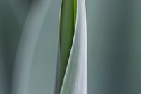 Green leaf. Original public domain image from Wikimedia Commons