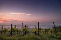 Vineyard during sunset. Original public domain image from <a href="https://commons.wikimedia.org/wiki/File:Vineyard_during_sunset_(Unsplash).jpg" target="_blank" rel="noopener noreferrer nofollow">Wikimedia Commons</a>