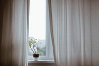 Plant by the window. Original public domain image from Wikimedia Commons