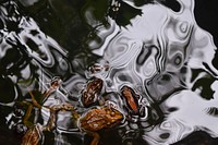 Three brown frogs swim on body of water. Original public domain image from <a href="https://commons.wikimedia.org/wiki/File:Karwar,_India_(Unsplash).jpg" target="_blank">Wikimedia Commons</a>