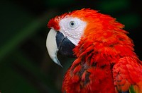 Macro of a red parrot with blue eyes on a grassy backdrop. Original public domain image from Wikimedia Commons