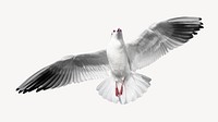 Flying gull collage element, animal design psd