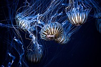 Jellyfish swimming. Original public domain image from <a href="https://commons.wikimedia.org/wiki/File:Jellyfish_swimming_(Unsplash).jpg" target="_blank" rel="noopener noreferrer nofollow">Wikimedia Commons</a>