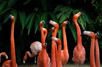 Flock of flamingos in San Diego, United States. Original public domain image from Wikimedia Commons