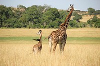 One adult and one baby giraffe walking in the Masai Mara Game Reserve Savanna. Original public domain image from <a href="https://commons.wikimedia.org/wiki/File:Giraffe_and_her_calf_(Unsplash).jpg" target="_blank" rel="noopener noreferrer nofollow">Wikimedia Commons</a>