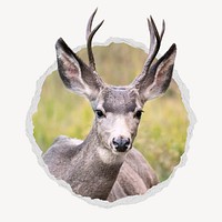 Black tailed deer in ripped paper badge, animal photo