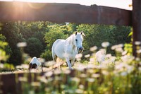 A white horse and two foals seen through a wooden fence. Original public domain image from <a href="https://commons.wikimedia.org/wiki/File:Golden_Hour_With_Some_Ponies_(Unsplash).jpg" target="_blank" rel="noopener noreferrer nofollow">Wikimedia Commons</a>